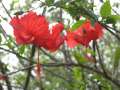 3916_Flowers