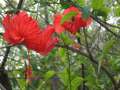 3917_Flowers