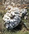 3942_CoraL_stone