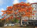 3943_Flametree