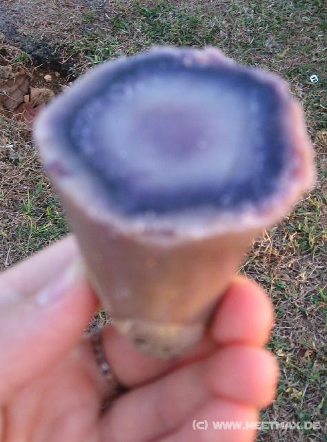 3955_Sweet_potato