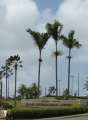 3966_Guam_airport