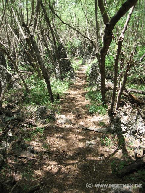 4162_Jungle_Track