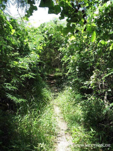 4163_Jungle_Track