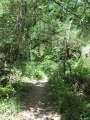 4161_Jungle_Track
