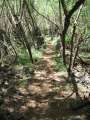4162_Jungle_Track