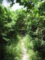 4163_Jungle_Track
