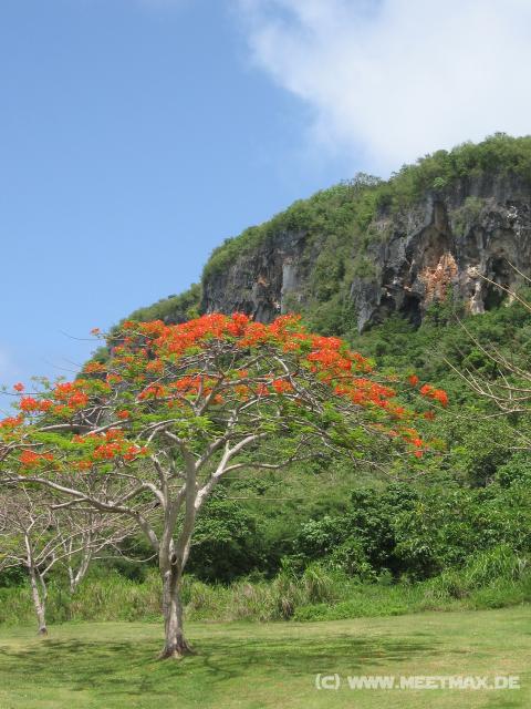 4199_Flame_tree