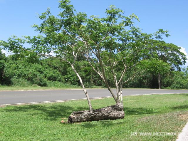 4208_Tree