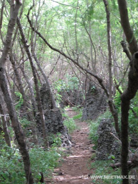 4252_Jungle_track