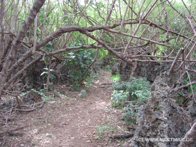 4253_Jungle_track