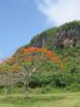 4199_Flame_tree