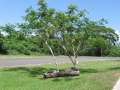 4208_Tree