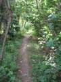 4246_Jungle_track