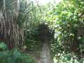 4247_Jungle_track