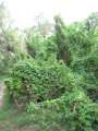 4250_Jungle_track