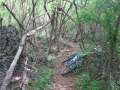 4251_Jungle_track