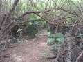 4253_Jungle_track