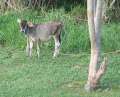 4268_Cattle