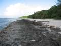 4271_Wing_Beach