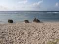 4276_Wing_Beach