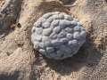 4279_Coral_stone