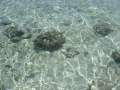 4591_Clear_water