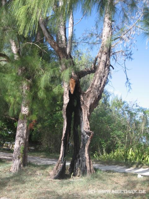 4607_Hollow_tree