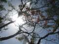 4599_Trees
