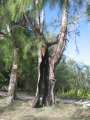 4607_Hollow_tree