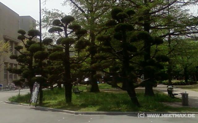 0040_UCU_Trees