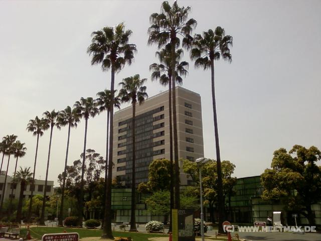0043_OCU_Palmtrees
