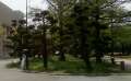 0040_UCU_Trees