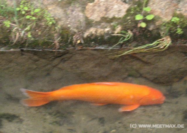 5452_Riesen-Goldfisch
