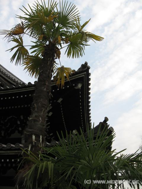 5465_Palme