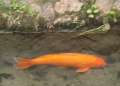 5452_Riesen-Goldfisch