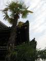 5465_Palme
