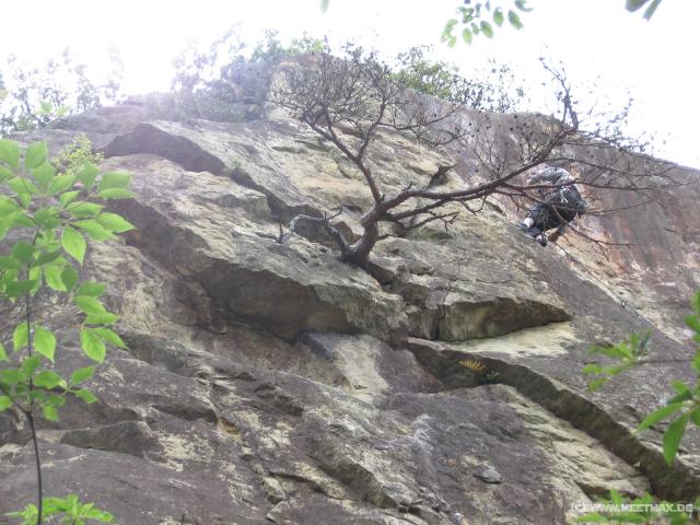 5722_Rock_Tree