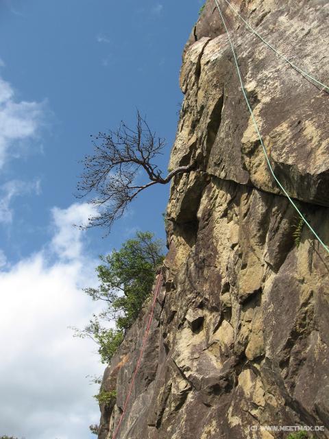 5863_Rock_Tree