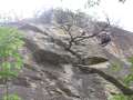 5722_Rock_Tree