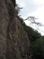 5800_Rock_Tree