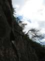 5825_Rock_Tree