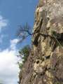 5863_Rock_Tree
