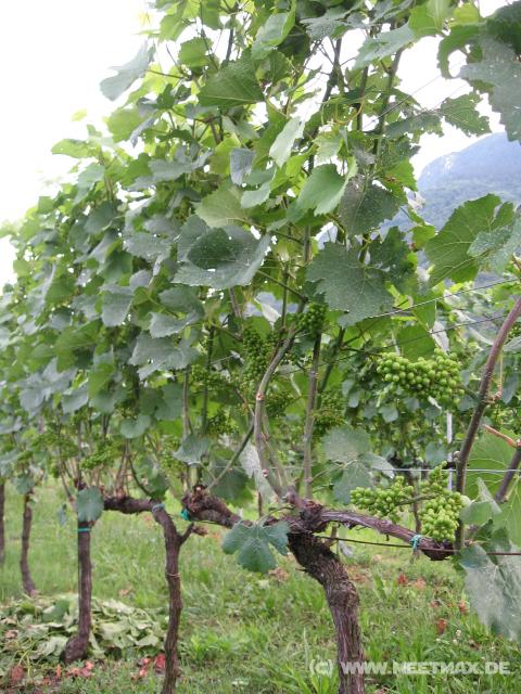 6392_Vine