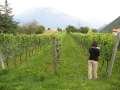 6391_Vineyard