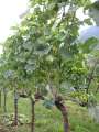 6392_Vine