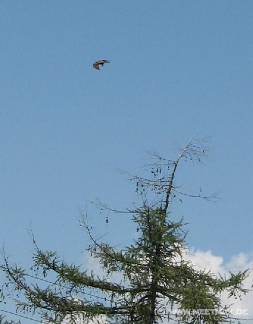 6453_Bird