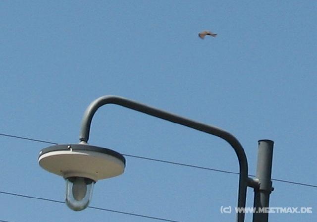 6454_Bird