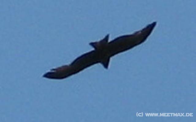 6455_Bird