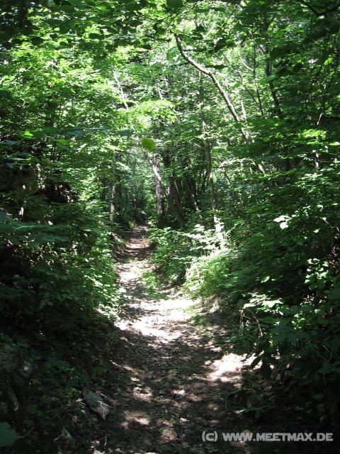 6458_Forest_track